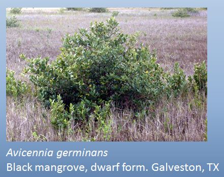 black mangroves